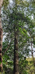 Peraxilla colensoi