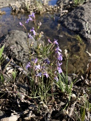 Lobelia kalmii