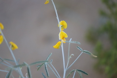 Crotalaria eremaea