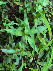 Caryophyllales
