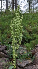 Rumex britannica