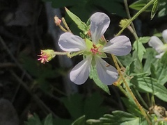 Geranium richardsonii