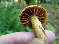 Cortinarius distans