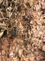 Megachile
