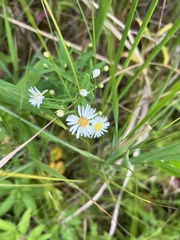 Symphyotrichum boreale