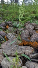Rumex britannica