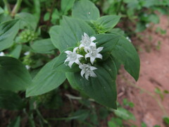 Richardia brasiliensis