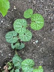Aristolochia fimbriata