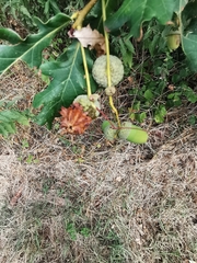 Andricus quercuscalicis