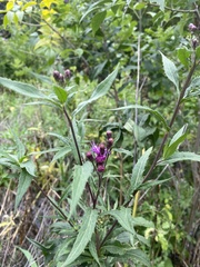 Vernonia fasciculata