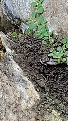 Sceliphron caementarium