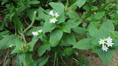 Richardia brasiliensis