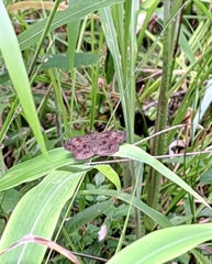 Staphylus hayhurstii