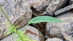 Rumex britannica