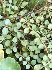 Lysimachia tenella