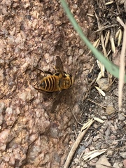 Megachile