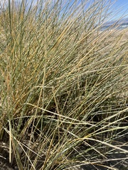 Poaceae