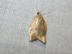 Acleris rhombana
