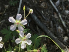Geranium richardsonii