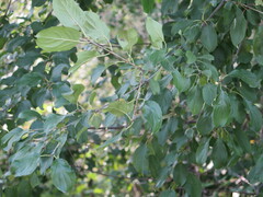 Rhamnus