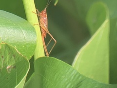 Conocephalus attenuatus