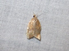 Acleris rhombana