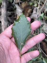 Quercus bicolor