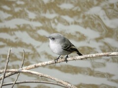 Serpophaga nigricans