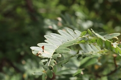Gleditsia triacanthos inermis