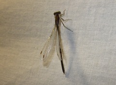 Sympecma fusca