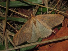 Erannis defoliaria