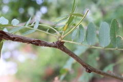 Gleditsia triacanthos inermis