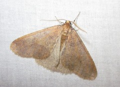 Erannis defoliaria