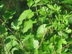 Morus rubra