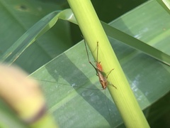 Conocephalus attenuatus