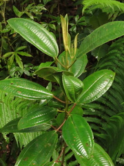 Miconia biappendiculata
