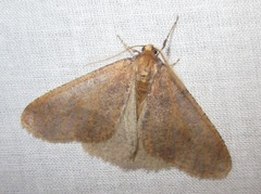 Erannis defoliaria