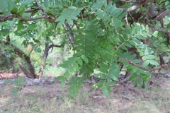 Gleditsia triacanthos inermis