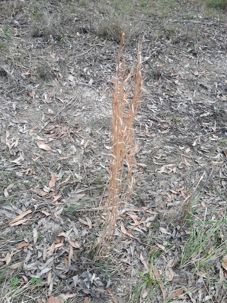 broomsedge bluestem from Burbank QLD 4156, Australia on August 22, 2022