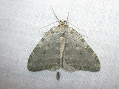 Epirrita dilutata