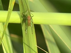 Conocephalus attenuatus