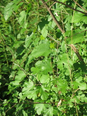 Morus rubra