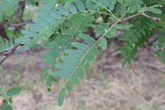 Gleditsia triacanthos inermis