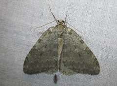 Epirrita dilutata