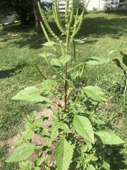 Amaranthus retroflexus