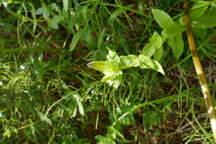 Gentiana calycosa