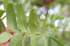 Gleditsia triacanthos inermis