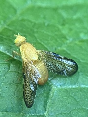 Icterica