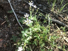 Geranium richardsonii