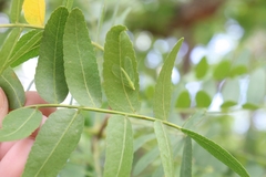 Gleditsia triacanthos inermis